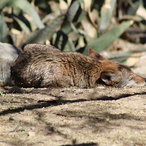 California Valley Coyote