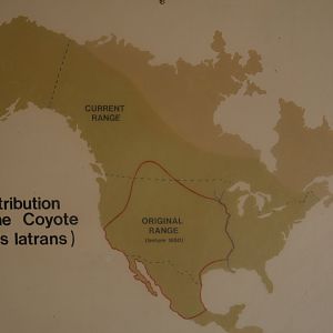 Coyote Distribution
