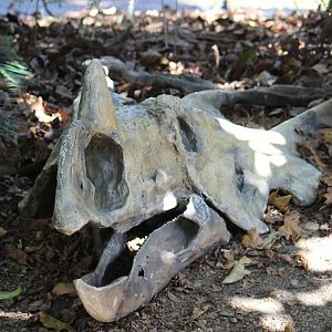 Ceratopsidae Skull