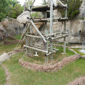 5/21/2018 - Sumatran Orangutan Exhibit