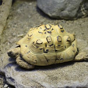 Indian Star Tortoise