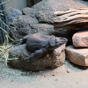 Common Chuckwalla