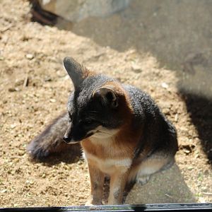 San Clemente Island Fox