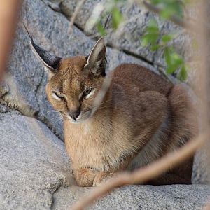 Caracal