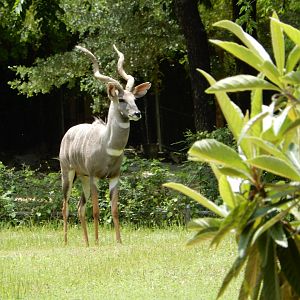 5/21/2018 - Depth of the Kudu