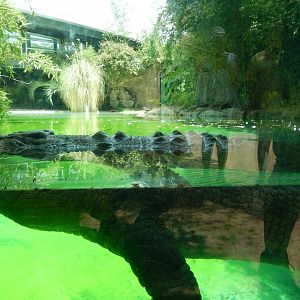 5/21/2018 - Saltwater Crocodile Habitat