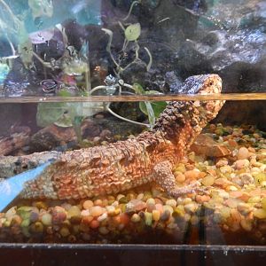 5/21/2018 - Chinese Crocodile Lizard