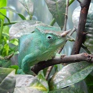 5/21/2018 - Four-Horned Chameleon