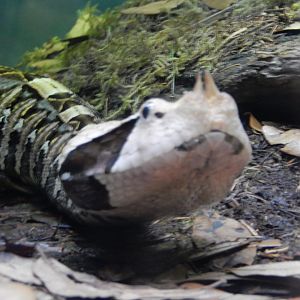 5/21/2018 - Gaboon Viper