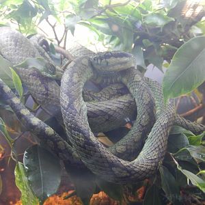 5/21/2018 - Snake ID?