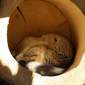 Ring-Tailed Cacomistle