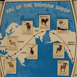 Ovis Evolutionary Chart