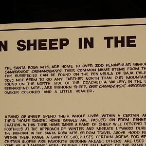 "Peninsular" Bighorn Sheep Signage