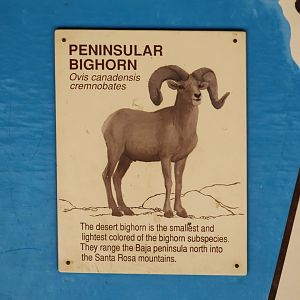 "Peninsular" Bighorn Sheep Signage