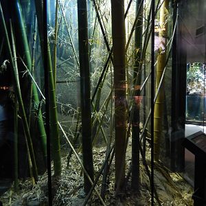 5/21/2018 - King Cobra Terrarium