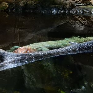 5/21/2018 - Caiman Lizard