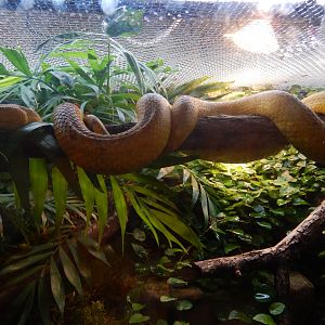 5/21/2018 - McGregor's Pit Viper?