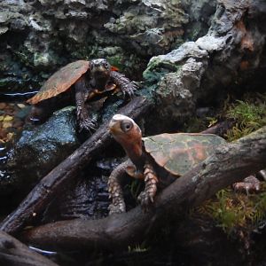 5/21/2018 - Black Breasted Leaf Turtle