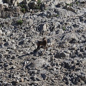Desert Bighorn Sheep