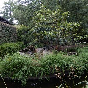 5/21/2018 - Ring-Tailed Lemur Island