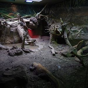 5/21/2018 - Indoor Komodo Dragon Habitat