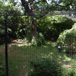 5/21/2018 - Saddle-billed Stork and Helmeted Guineafowl Habitat