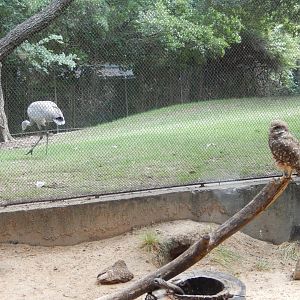 5/21/2018 - Pretty Birds