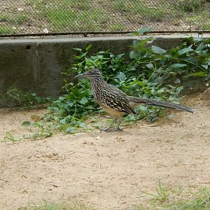 5/21/2018 - Roadrunner