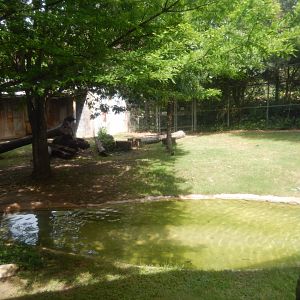 5/21/2018 - American Black Bear Exhibit (First View)