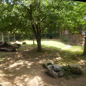 5/21/2018 - American Black Bear Exhibit (Second View)