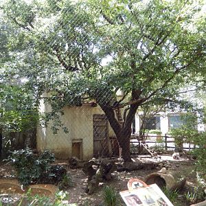 5/21/2018 - White-Nosed Coati Exhibit