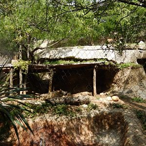 5/21/2018 - Coyote Exhibit