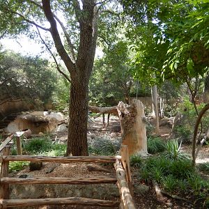 5/21/2018 - Jaguar Habitat (Left Half)