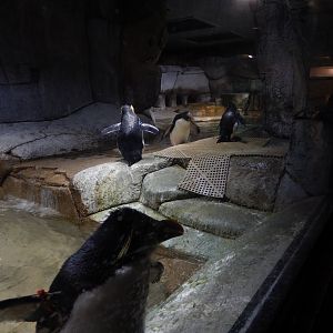 5/21/2018 - Rockhopper Penguin Exhibit