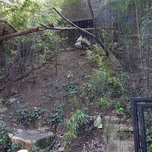 5/21/2018 - Palm Nut Vulture Aviary