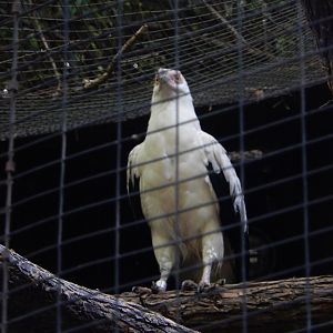 5/21/2018 - Palm Nut Vulture