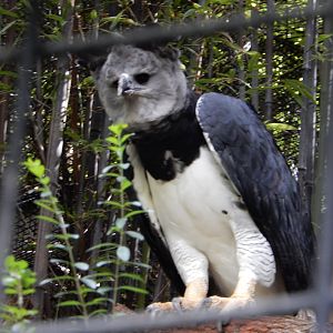 5/21/2018 - Harpy Eagle