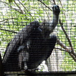 5/21/2018 - African White-Backed Vulture