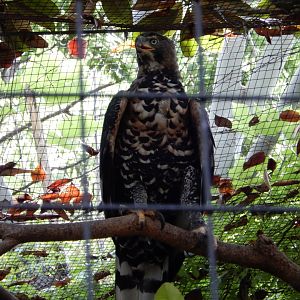 5/21/2018 - African Crowned Eagle