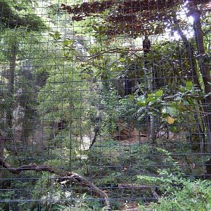 5/21/2018 - African Crowned Eagle Aviary