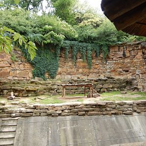 5/21/2018 - African Lion Grotto (1 of 2)