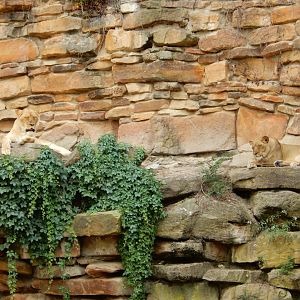 5/21/2018 - Lionesses