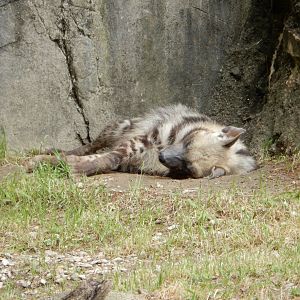 5/21/2018 - Striped Hyena