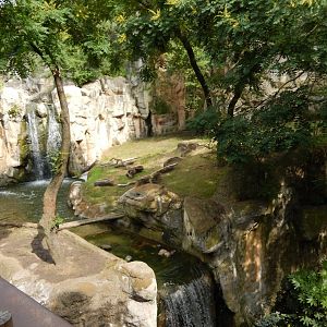 5/21/2018 - Malayan Tiger Habitat