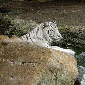 5/21/2018 - White Tiger