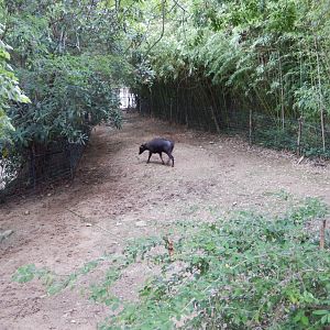 5/21/2018 - Anoa Paddock