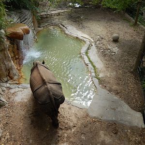 5/21/2018 - Indian Rhino Habitat