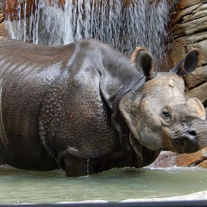 5/21/2018 - Indian Rhino