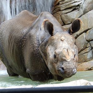 5/21/2018 - Indian Rhino