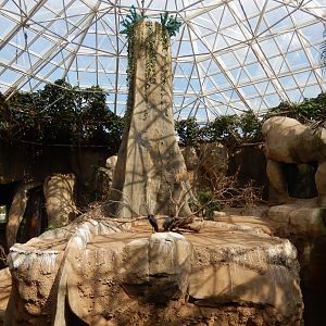 5/21/2018 - Indoor Gorilla Habitat